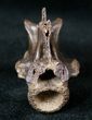Large Cretaceous Lizard Vertebrae - Hell Creek Formation #12805-2